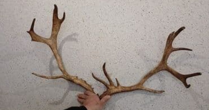 Задержан мужчина, который пытался ввезти в Баку оленьи рога из России