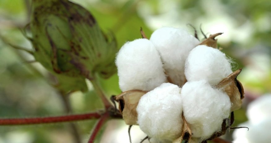 Азербайджан увеличил выпуск хлопковолокна