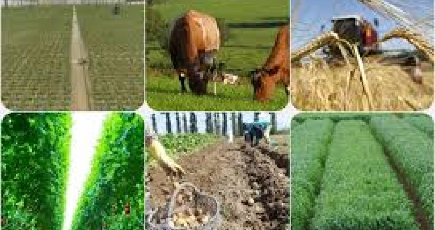 Azərbaycanda kənd təsərrüfatı məhsullarının istehsalçı qiymətləri yüksəlib