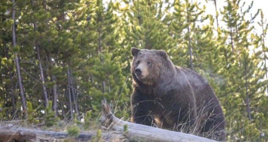 Kanadada ayının hücumu nəticəsində 11 nəfər yaralanıb