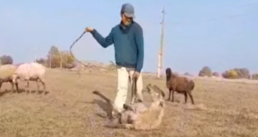 Samuxda heyvana işgəncə verən şəxsməsuliyyətə cəlb edilib