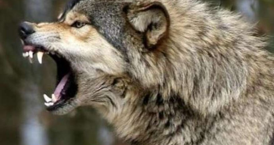 Kürdəmirdə canavarlar kəndə hücum etdi: bir ailənin 16 qoyunu tələf olub