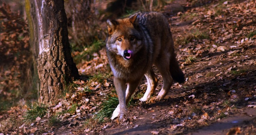 Kürdəmirdə canavarlar daha bir kəndə hücum edib, 13 baş qoyun tələf olub