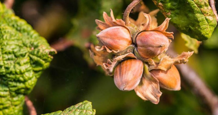 Azərbaycanın meşə fındığı ixracının dəyəri 124,5 milyon manata yüksəlib