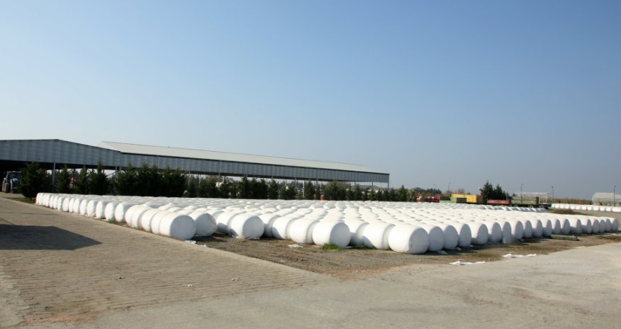 Ağcabədidə pambıq yığımı ötən ilə nisbətən məhsuldarlıq 17% yüksəlib