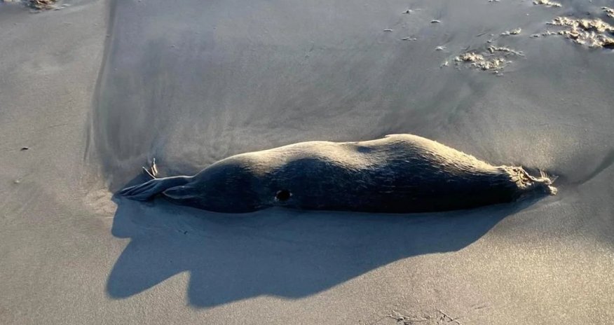 Xəzər sahilində yenidən ölü suitilər aşkar edilib