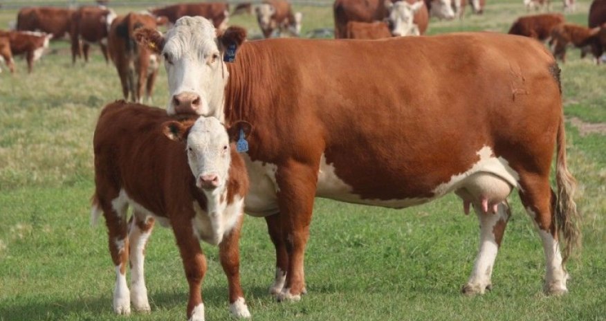 Naxçıvanda süni mayalanma ilə buzov istehsalı 4,5% artıb