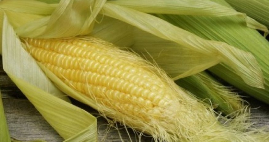 Azərbaycana qarğıdalı idxalında 44% azalma var