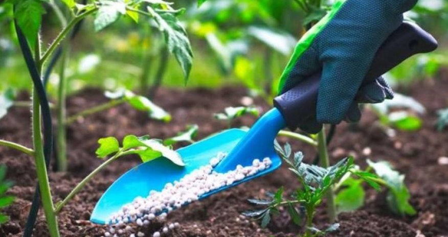 Azərbaycan gübrə idxalını artırıb