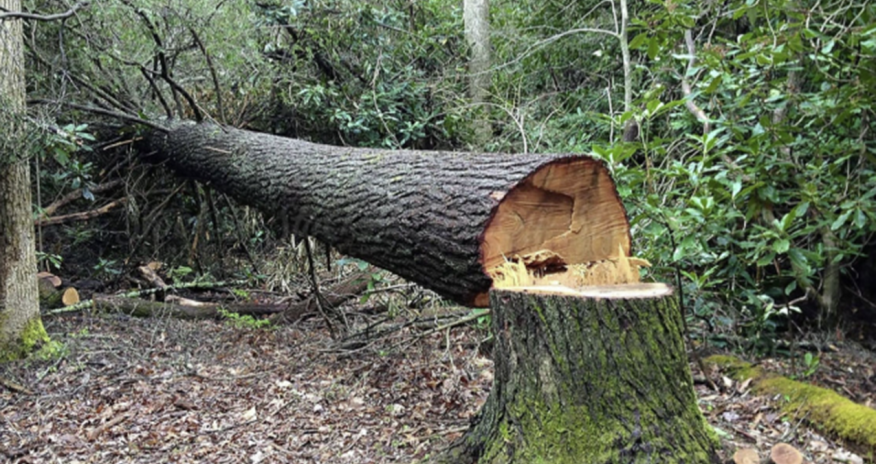 Yasamalda qanunsuz olaraq ağaclar kəsilib