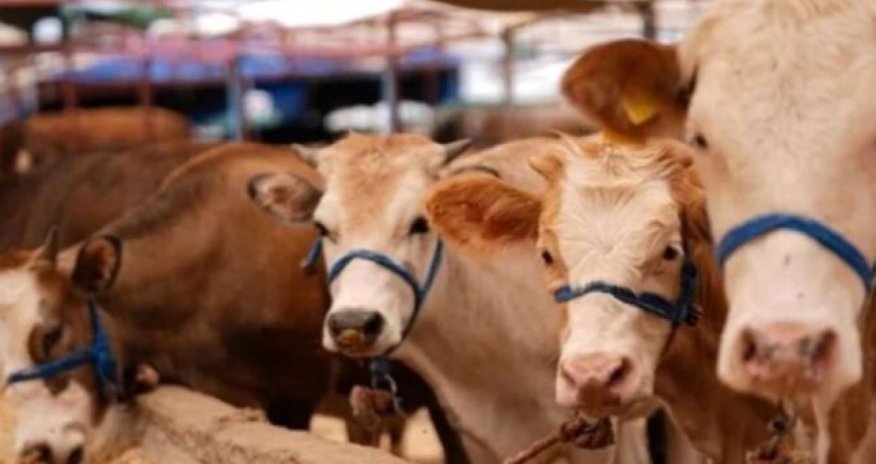 Azərbaycan Gürcüstan heyvanlarının tranzitinə məhdudiyyəti götürdü