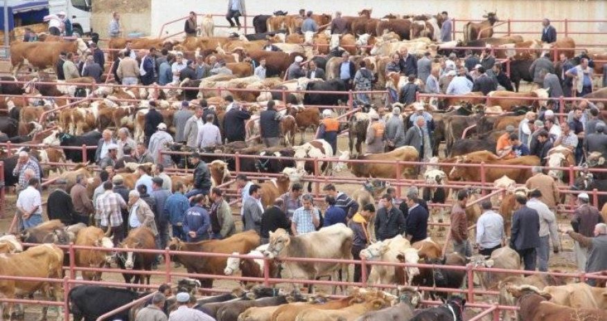 Обновленный Бардинский скотный рынок заработает в ближайшие дни