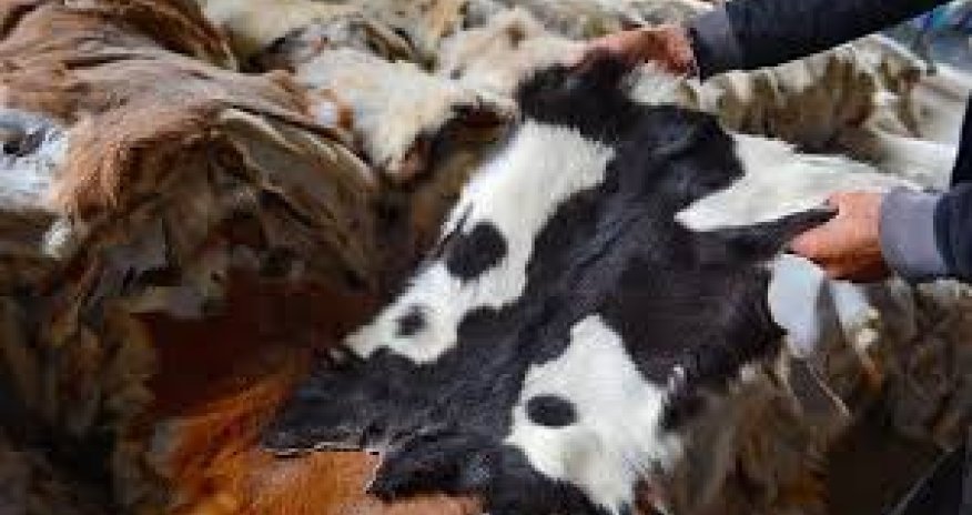 Gön-dərinin toplanması ilə bağlı çətinliklər var