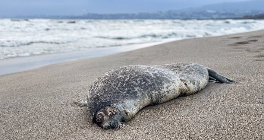 Centre says Caspian seal deaths remain within normal range