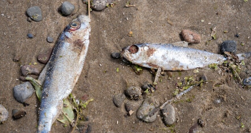 Azerbaijan drafts new fisheries law