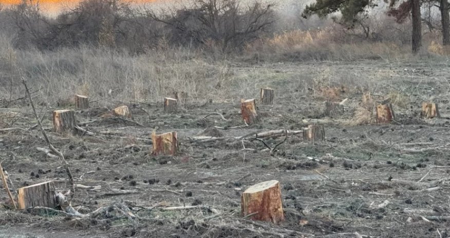 Dörd rayonda yaşıllıqlar qanunsuz kəsilib, təbiətə 300 min manata yaxın ziyan dəyib