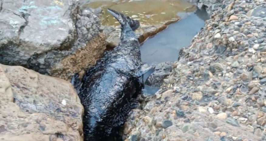 Сотни дельфинов погибли от разлива мазута