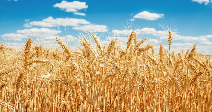 Поставки зерна в Армению вновь идут транзитом через Азербайджан