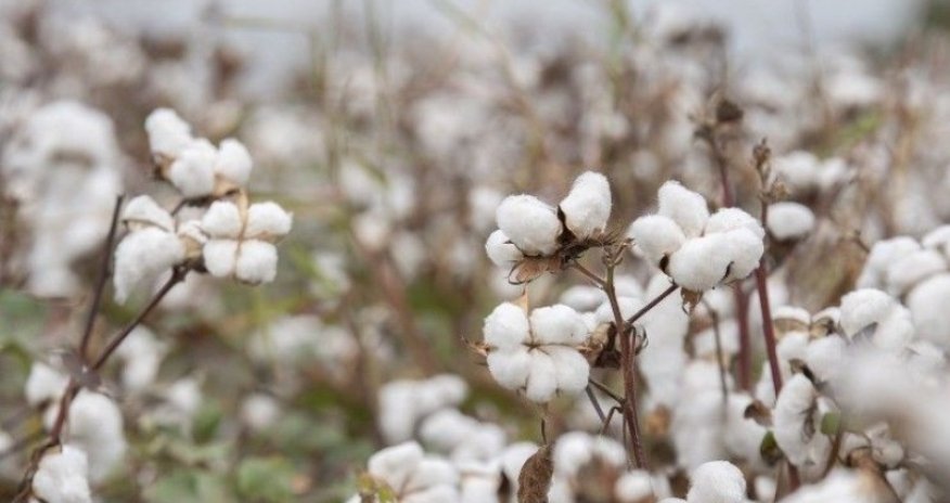 Azərbaycanda pambıq üzrə orta məhsuldarlıq müstəqillik dövrünün rekorduna çatıb