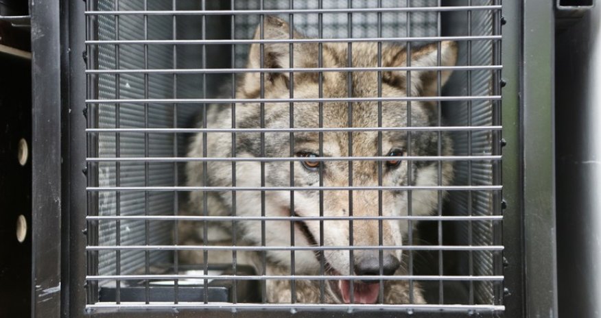 В Японии эвакуировали посетителей зоопарка из-за сбежавшего волка