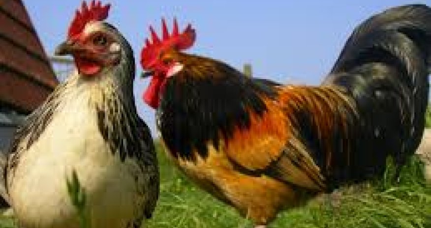 Azərbaycan bir sıra ölkələrdən heyvan və quş ətinin idxalına qoyulan qadağanı qaldırıb