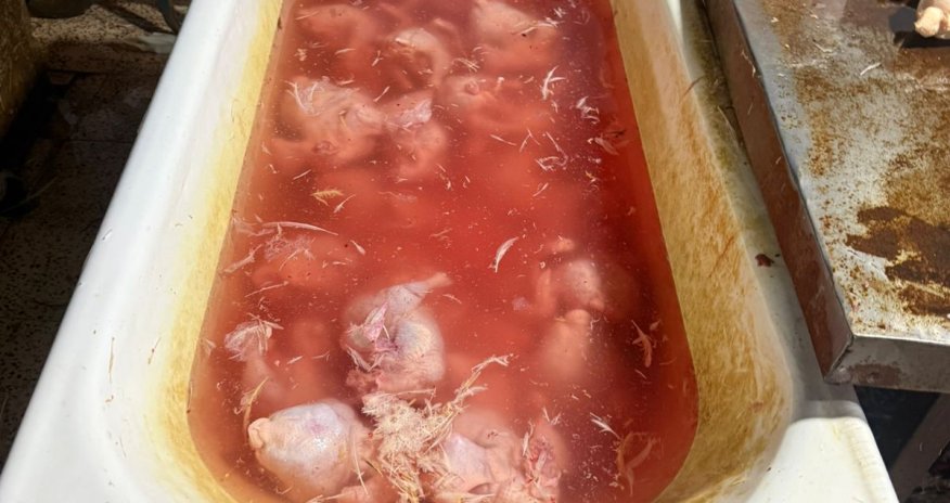 Xırdalanda toyuqları rəngləyib satıblar