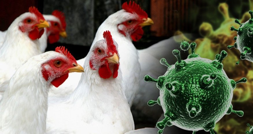 İsraildə "quş qripi" aşkarlanıb