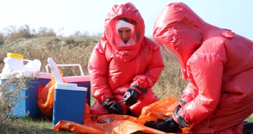 AQTA: Azərbaycanda quş qripi və Nyukasl xəstəliyi aşkarlanmayıb