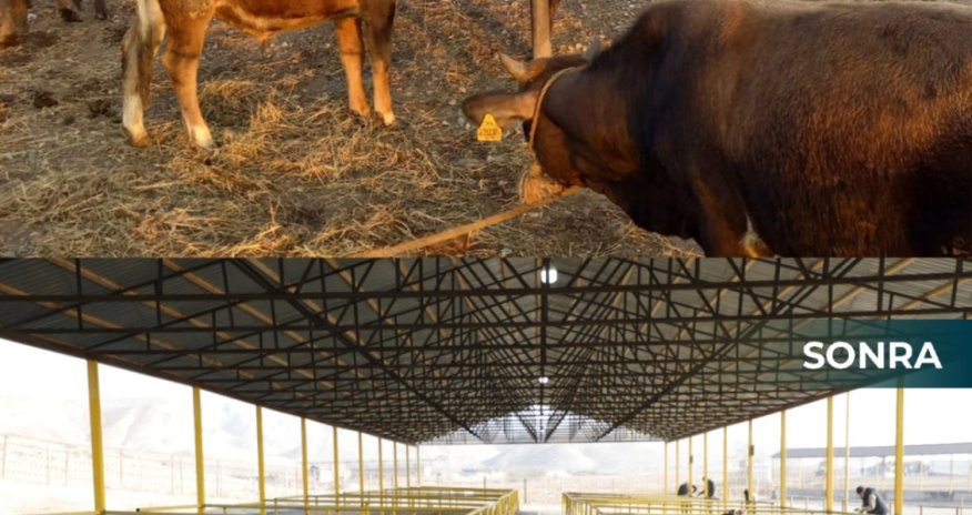 Новые скотные рынки в Шемахе и Гейчае