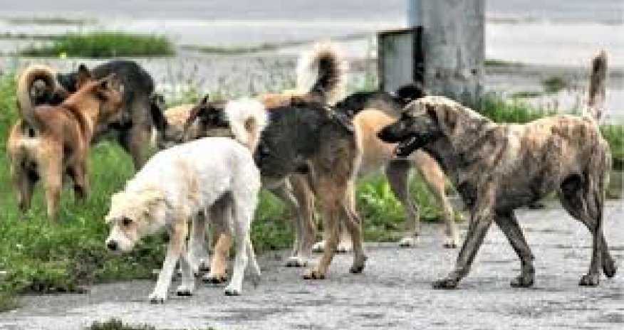Bakıda insanlar cinayətkarlardan yox, küçə itlərindən qorxur - Deputat