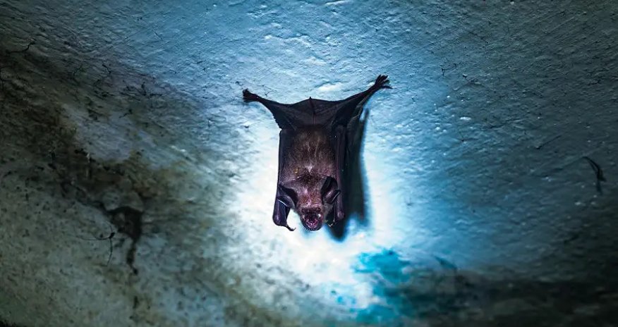 Hindistanda yeni ölümcül virus yayılıb