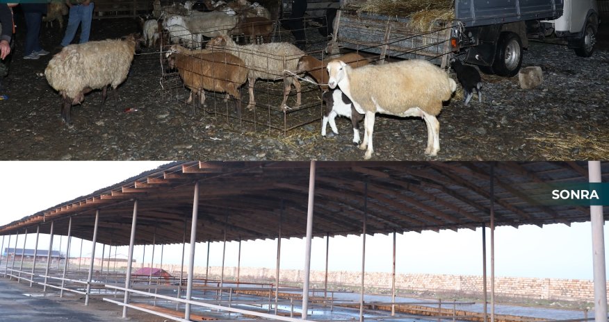 Biləsuvar heyvan bazarı yenidən fəaliyyətə başlayıb