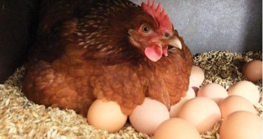 Azərbaycanda yumurtlayan toyuqların sayı azalıb