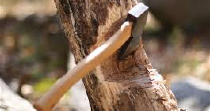 Ağacların qanunsuz kəsilməsi nəticəsində yaşıllıqlara 129 min manatdan çox ziyan dəyib