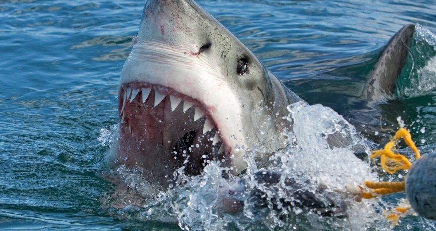 В Бразилии ребенок погиб из-за нападения акулы