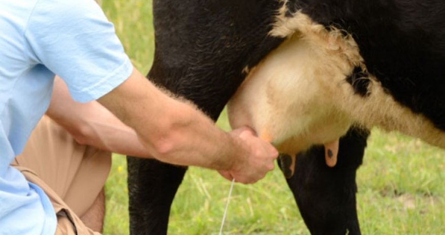 Азербайджан стал лидером по поставкам молока и сливок в Грузию в 2025 году