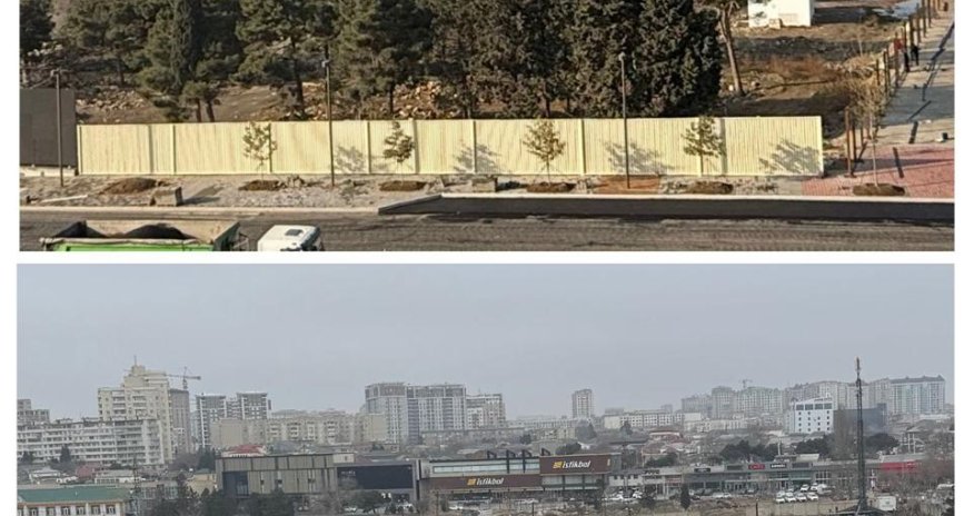 Bakı şəhərində çoxillik ağacların kəsilməsi ilə bağlı iki nəfər saxlanılıb