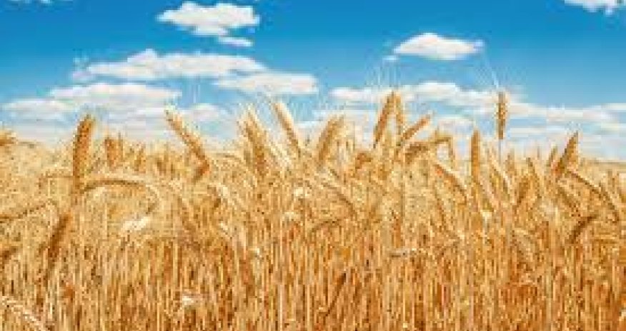 Azerbaijan&rsquo;s total grain production rises by 3% last year