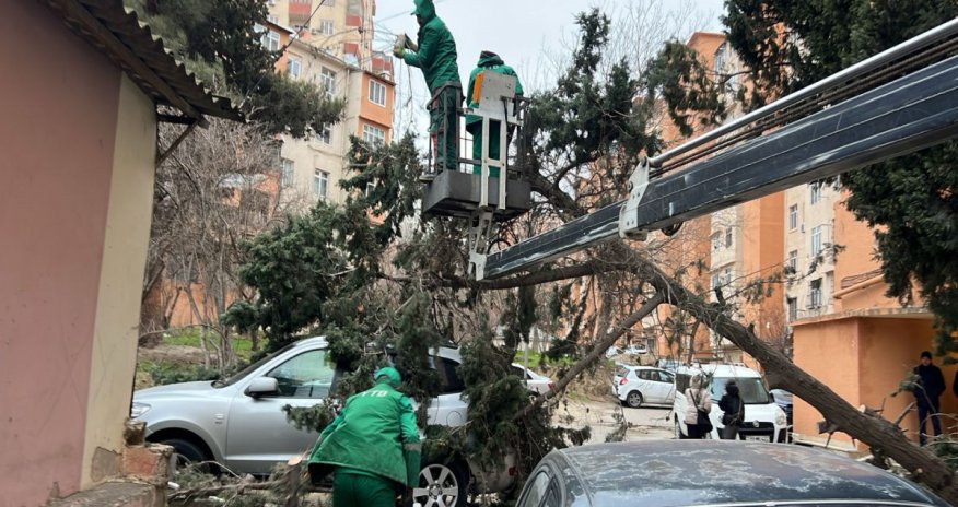 Güclü külək Bakıda 37 ağacı sındırıb