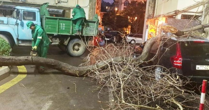 
Bakıda iki gündə 78 ağac sınıb