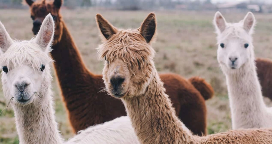 Llamas foil theft attempt on UK farm