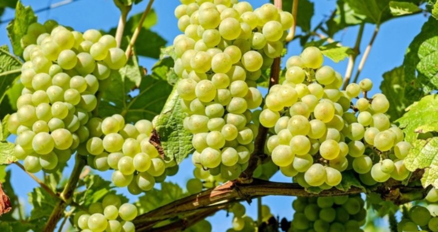 Azərbaycan Pakistana üzüm tədarük etməyə başlayıb