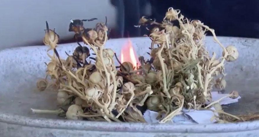 Səhiyyə Nazirliyi üzərlik bitkisi ilə bağlı xəbərdarlıq edib