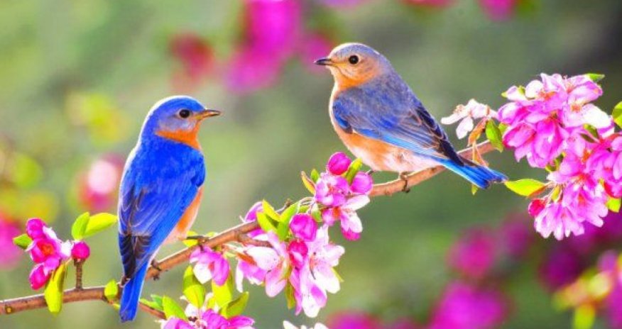 Spring to begin in Azerbaijan on March 20 at 18:45