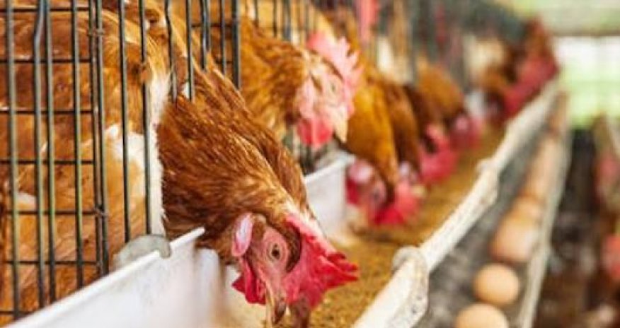 Yaponiyada quş qripi səbəbindən 560 min toyuq məhv ediləcək