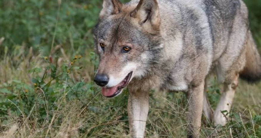 İki rayonda canavarlar kəndlərə hücum edib