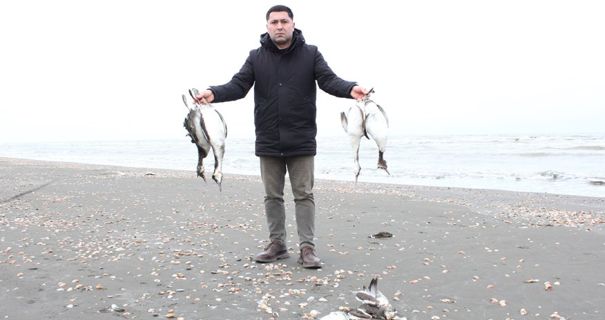 Xaçmazda batağan quşlarının kütləvi ölümü qeydə alınıb