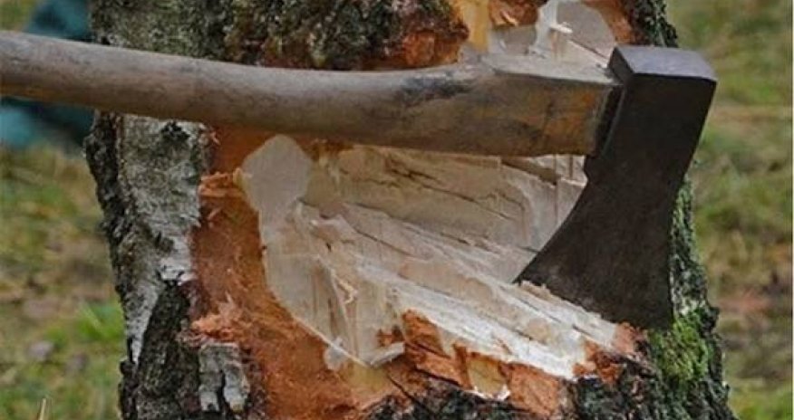 Bakı və Sumqayıtda ağacların qanunsuz kəsilməsi faktları aşkar olunub