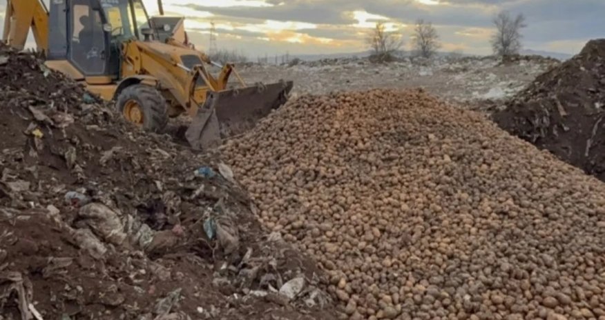 AQTA: Gürcüstan və Türkiyədən gətirilən 73 tondan çox toxumluq kartof məhv edilib