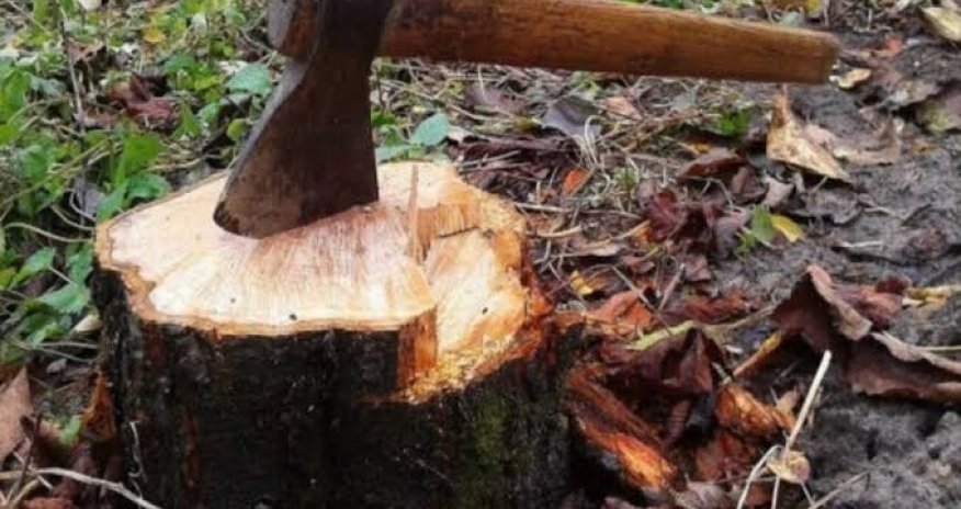 Bakı, Sumqayıt, Qax və Samuxda yaşıllıqlara 63 min manatdan çox ziyan vurulub